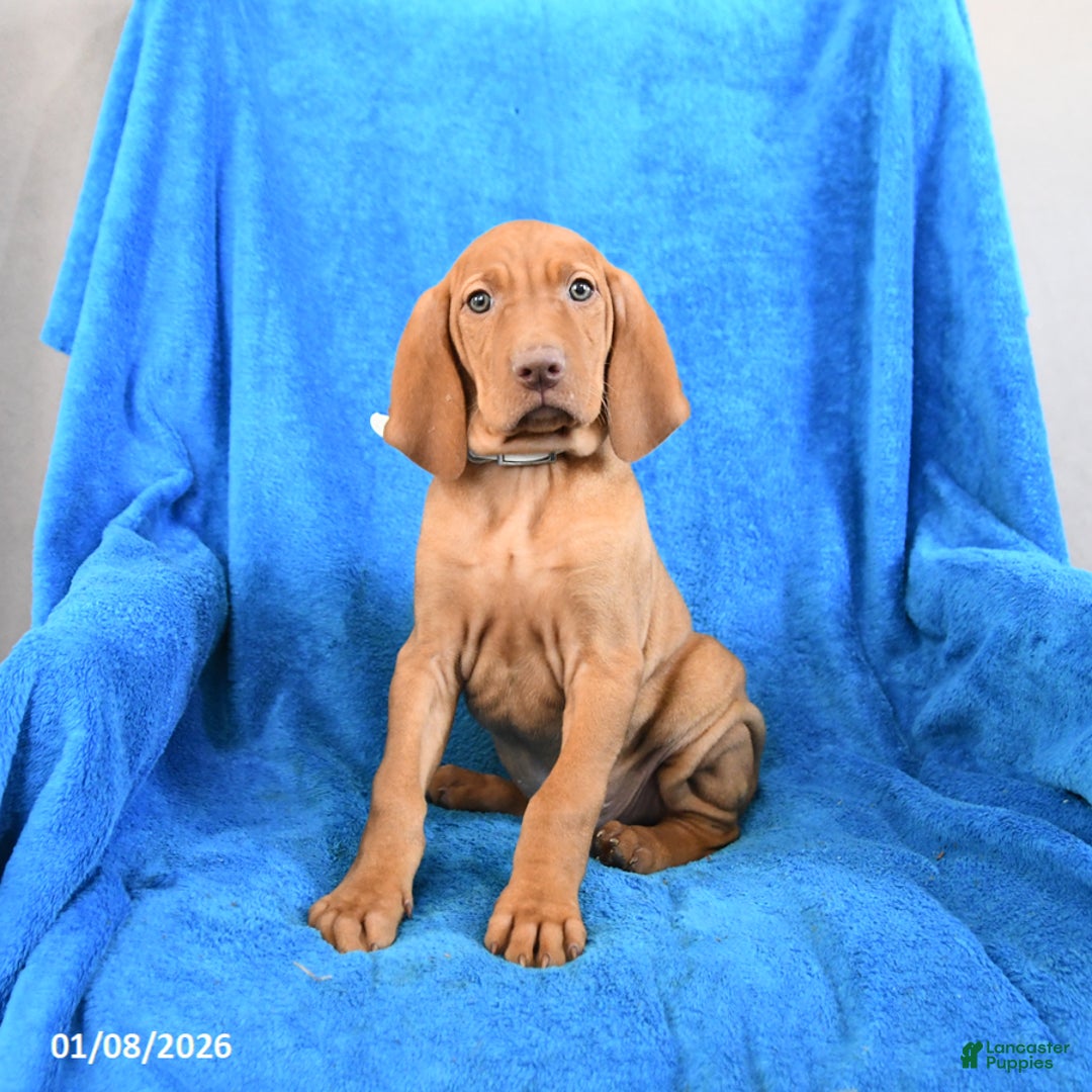 Vizsla dogs for sale: Skipper - Ad 2