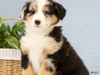 Australian Shepherd dogs for sale: Luke - Ad 3