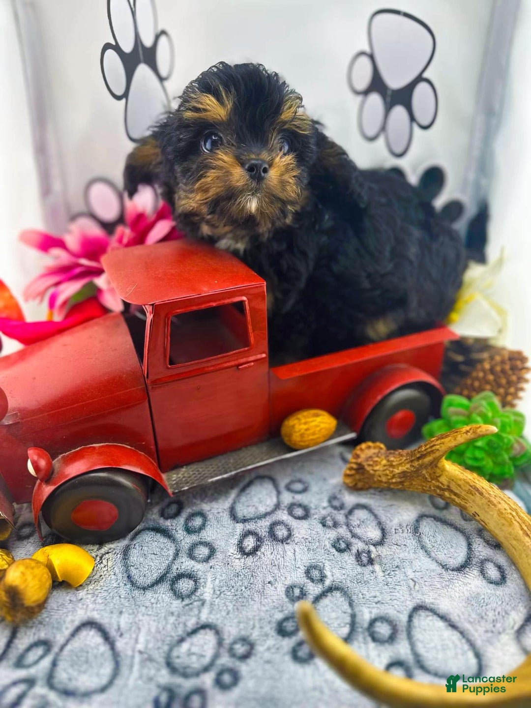 Chipoo dogs for sale: Milo - Ad 4