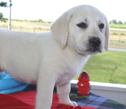 Labrador Retriever dogs Tiffany - Champ lines - Ad 1
