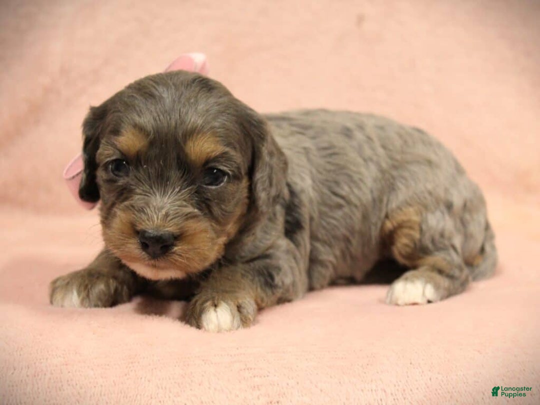 Cavapoo dogs for sale: Tootsie - Ad 3