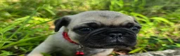 Pug dogs for sale: Moe - Ad 2