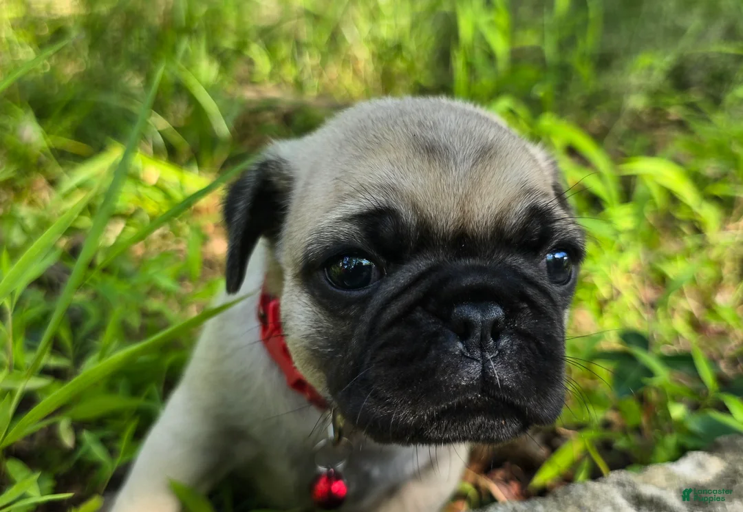 Pug dogs for sale: Moe - Ad 2