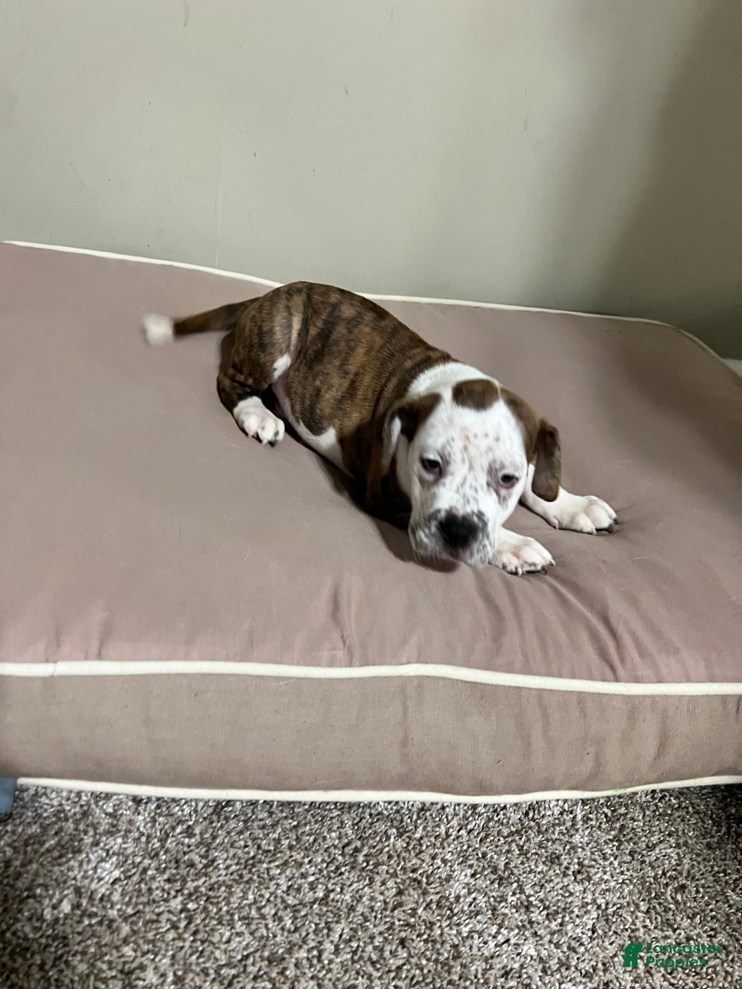 Mixed Breed dogs for sale: Mixed Breed Puppy 2 - Ad 3