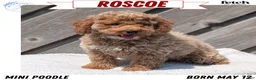 Miniature Poodle dogs for sale: Roscoe - Ad 1