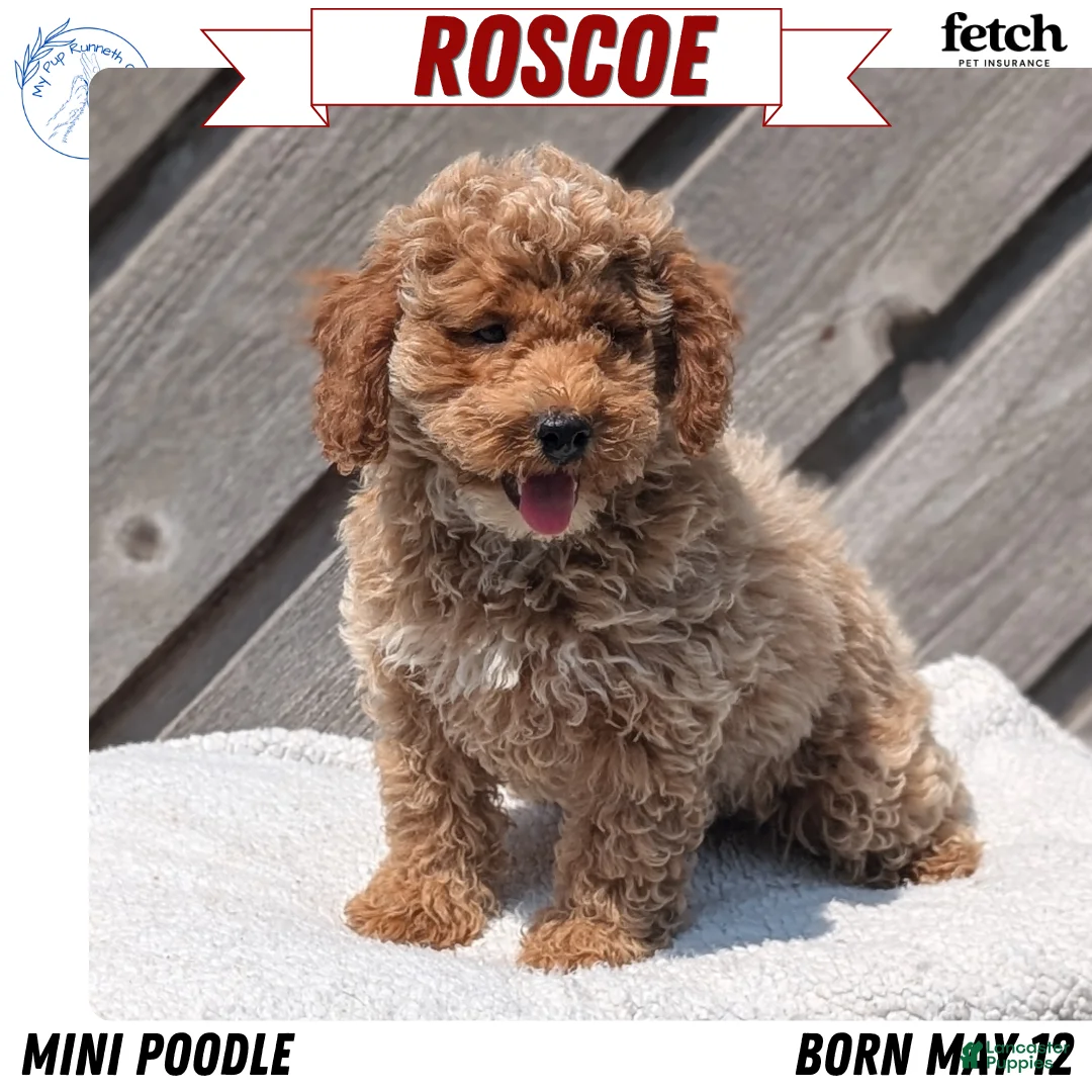Miniature Poodle dogs for sale: Roscoe - Ad 1