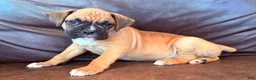 Boxer dogs for sale: Bruno - Ad 3