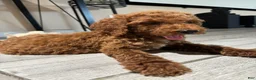 Standard Poodle dogs for sale: Duke - Ad 3