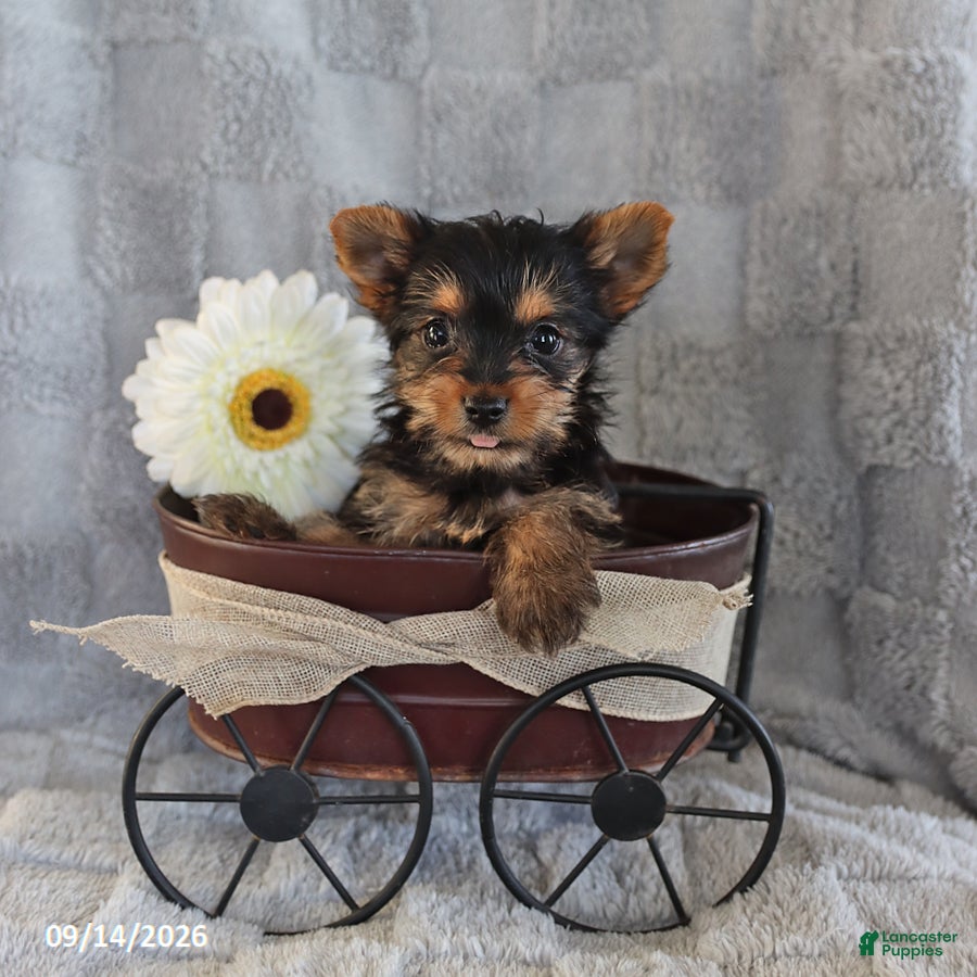 Yorkshire Terrier dogs Cookie Teacup - Ad 1