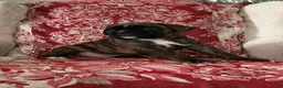Boxer dogs for sale: Bayern - Ad 6