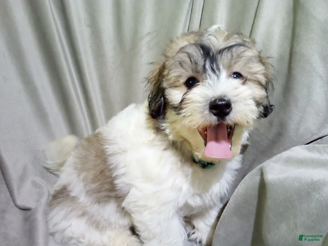 Maltipoo dogs for sale: Patrick - Ad 3