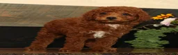 Miniature Poodle dogs for sale: Kenny - Ad 1