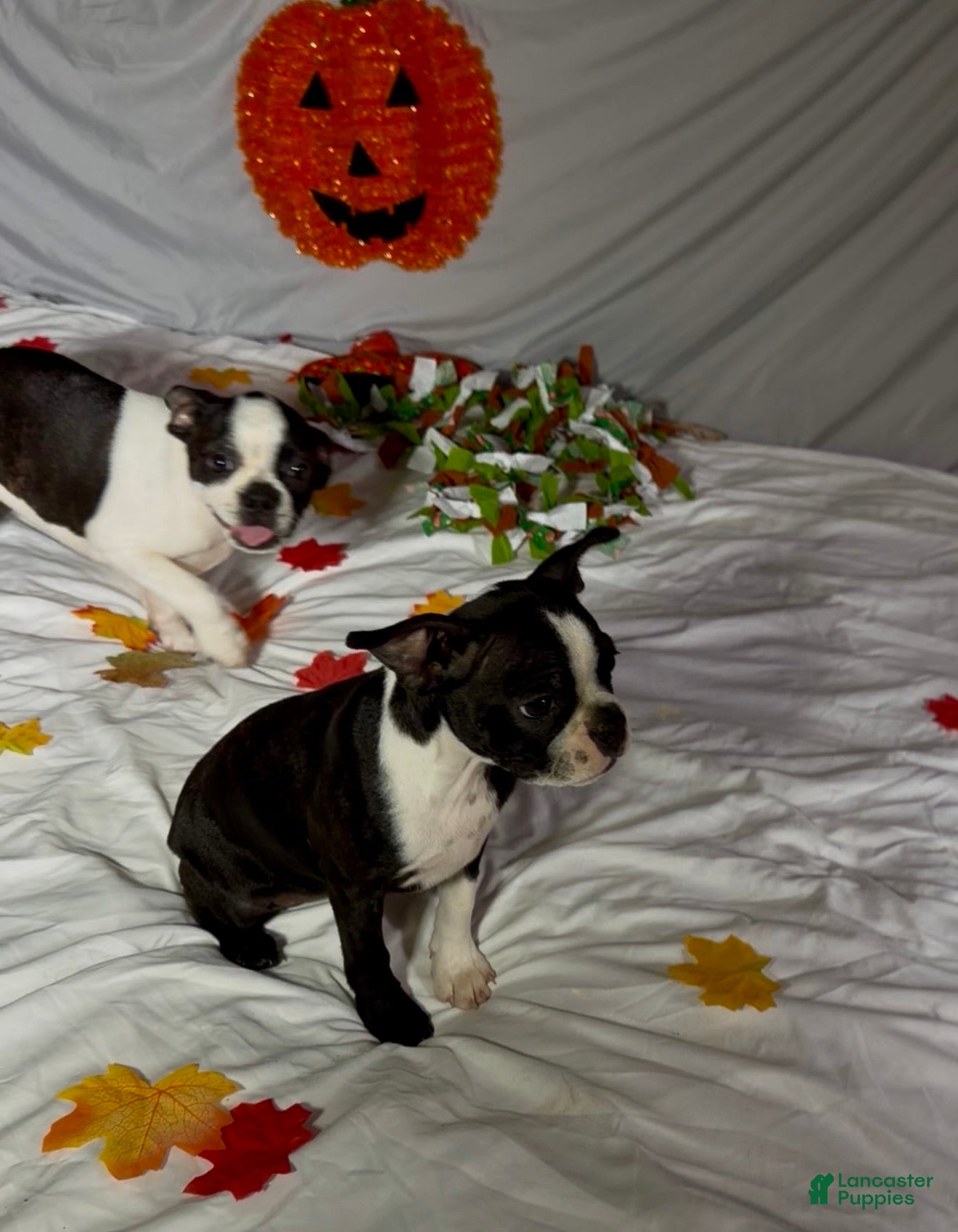 Boston Terrier dogs Suzi - Ad 2
