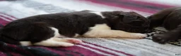 Newfoundland dogs for sale: Harley  - Ad 4