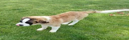 Saint Bernard dogs for sale: Saint Bernard Puppy 1 - Ad 4