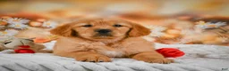 Golden Retriever dogs for sale: Honey - Ad 6