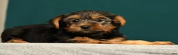 Yorkshire Terrier dogs for sale: Patriot - Ad 4