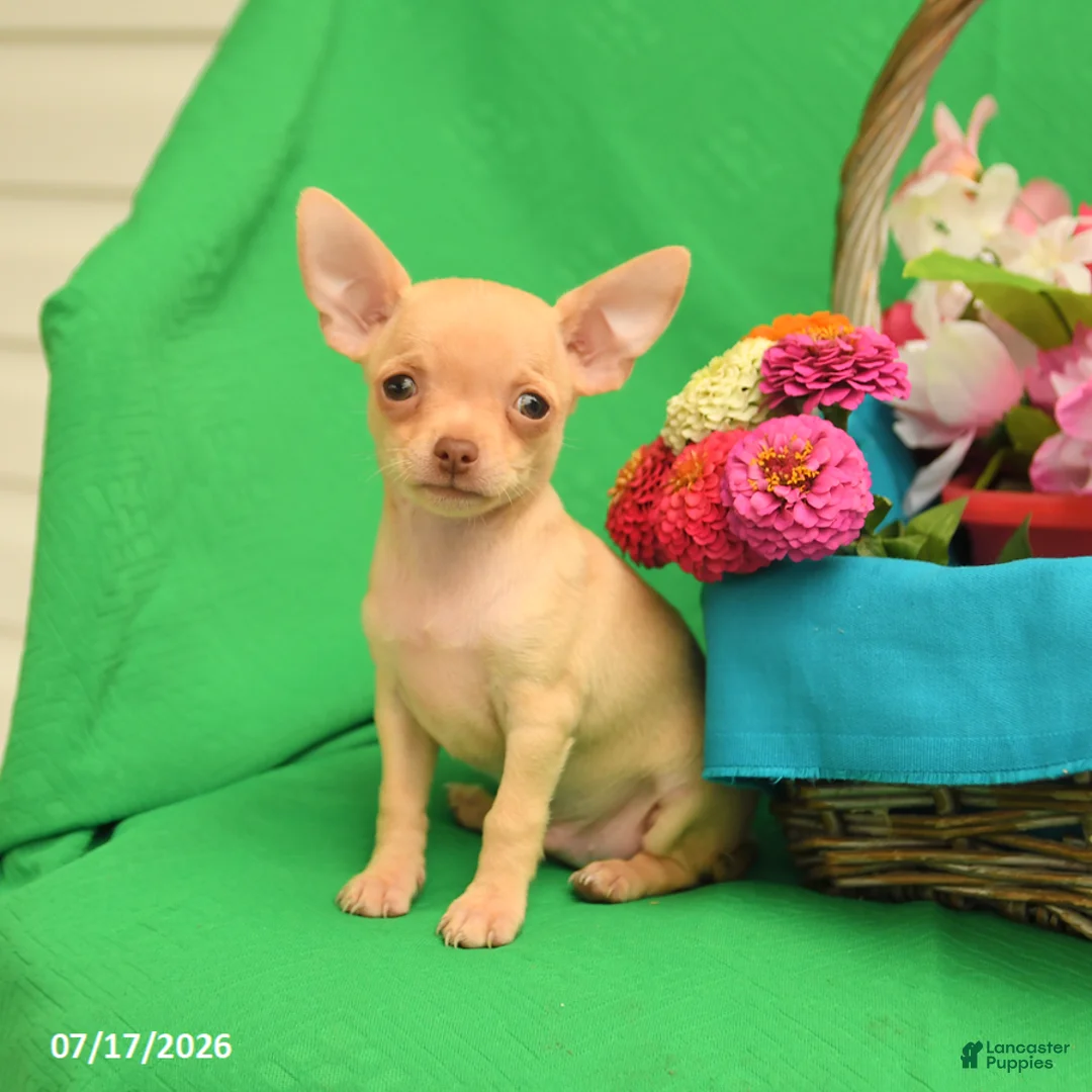 Chihuahua dogs for sale: Freddie - Ad 1