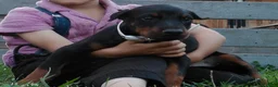 Doberman Pinscher dogs for sale: Doberman Pinscher 4 - Ad 2