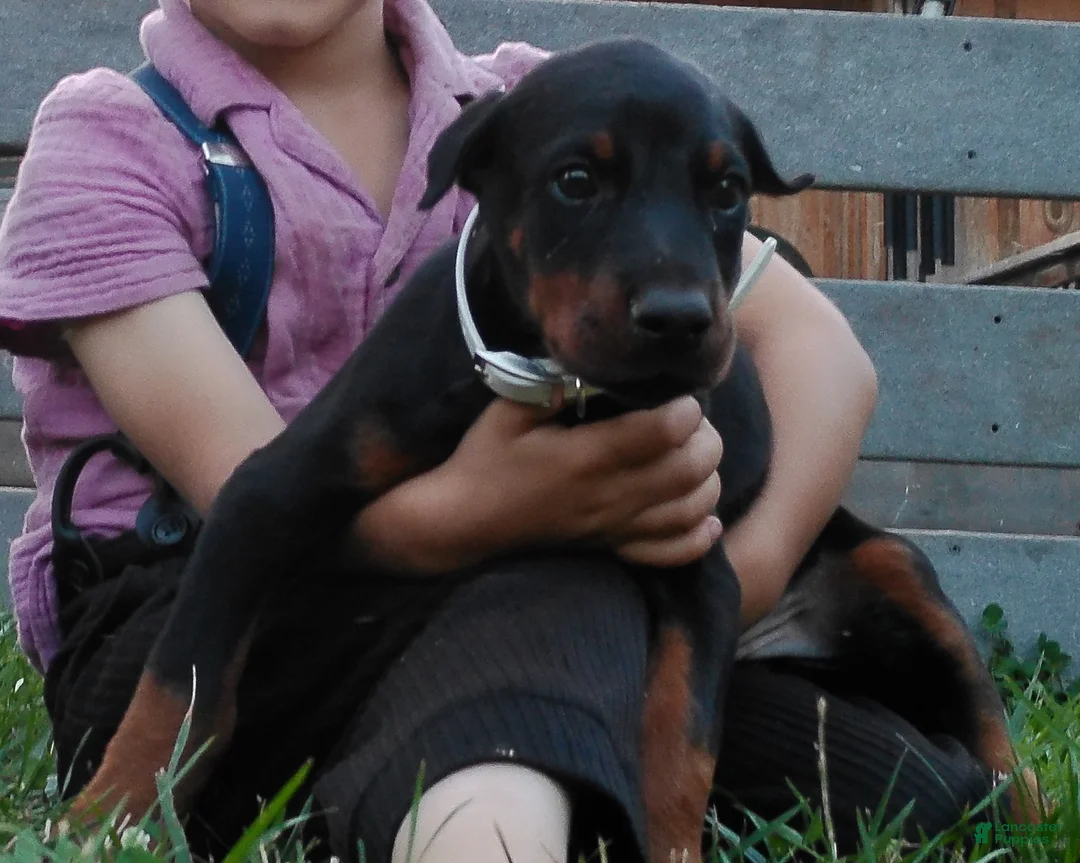 Doberman Pinscher dogs for sale: Doberman Pinscher 4 - Ad 2