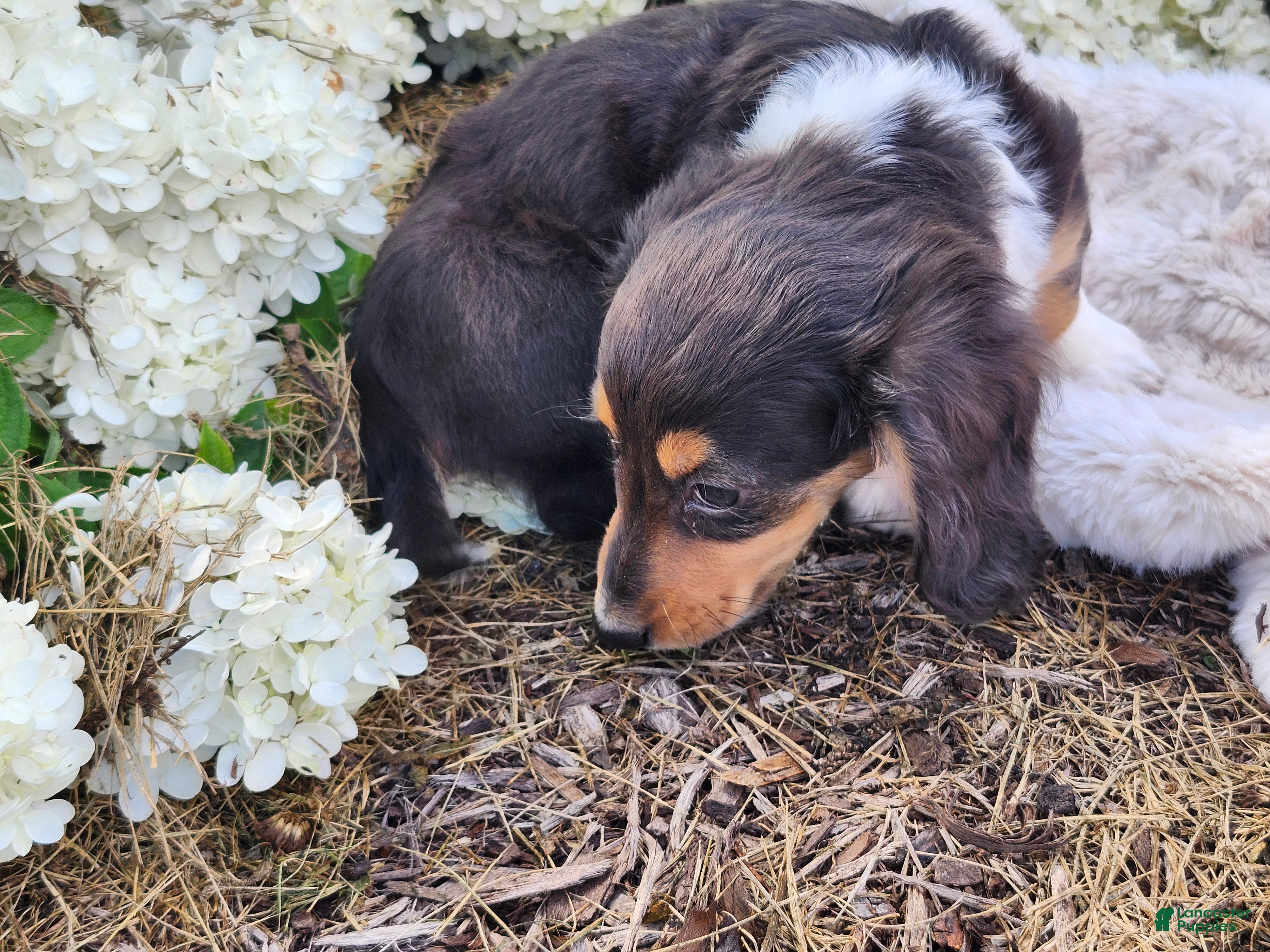 Miniature Dachshund dogs Pearl - Ad 2