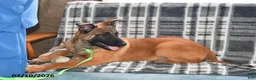 Belgian Malinois dogs for sale: Diesel - Ad 8