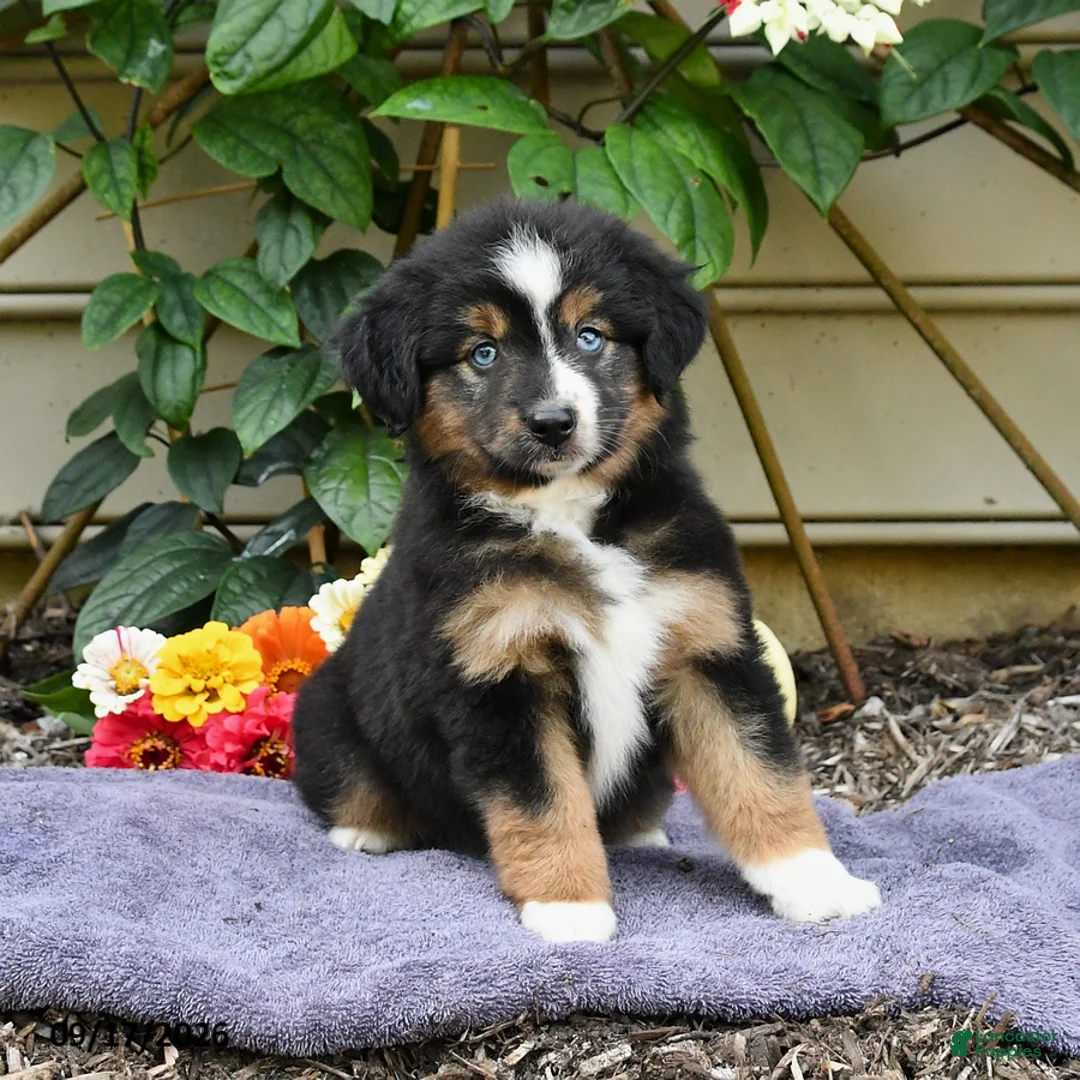 Miniature Australian Shepherd dogs for sale: Zinniea - Ad 1