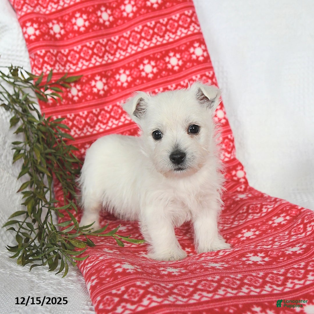 West Highland Terrier dogs for sale: Sookie - Ad 2