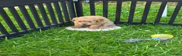 Mini Goldendoodle dogs for sale: Mini Goldendoodle 3 - Ad 8