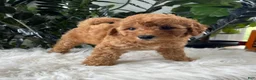 Mini Goldendoodle dogs for sale: Button - Ad 6