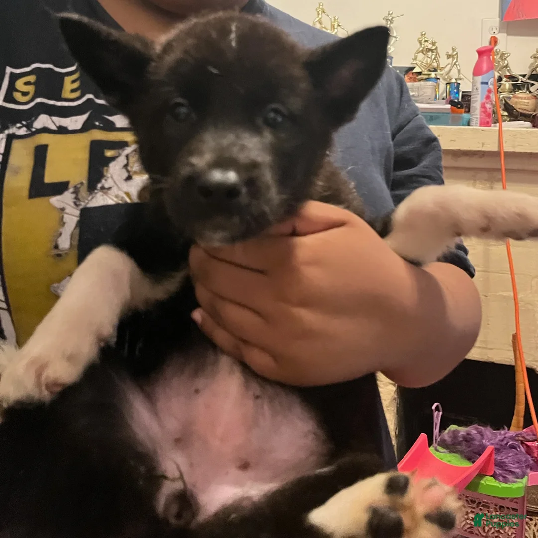 Akita dogs for sale: Akita Puppy 3 - Ad 3