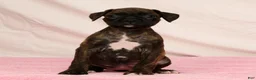 Boxer dogs for sale: Midnight - Ad 7