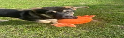 Mixed Breed dogs for sale: Maverick - Ad 3