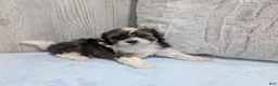 Shihpoo dogs for sale: Teddy - Ad 4