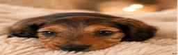 Miniature Dachshund dogs for sale: Stella - Ad 3