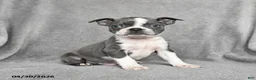 Boston Terrier dogs for sale: Tristian - Ad 1