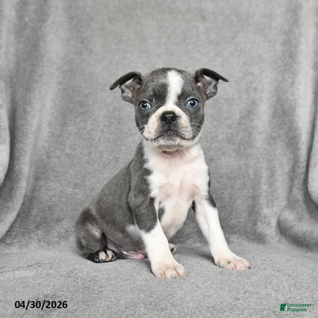 Boston Terrier dogs for sale: Tristian - Ad 1
