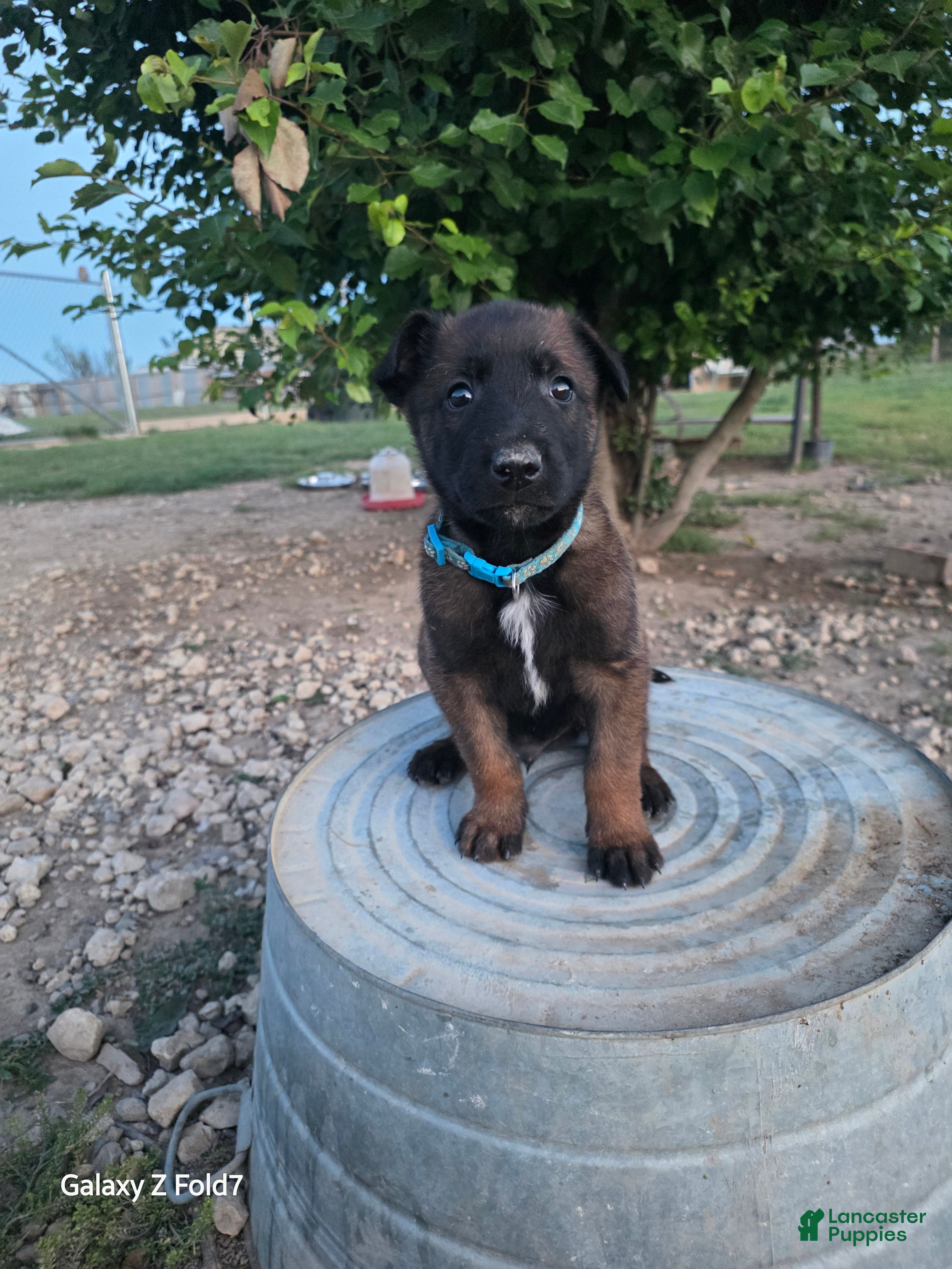 Belgian Malinois dogs Belgian Malinois Puppy 6 - Ad 23