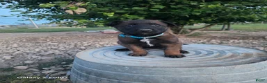 Belgian Malinois Puppy 6