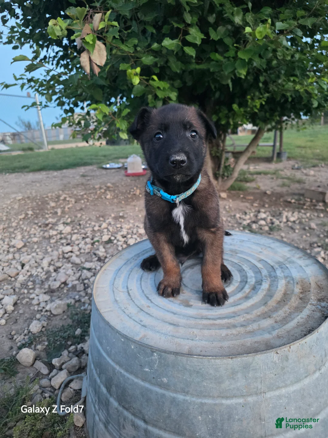 Belgian Malinois dogs for sale: Belgian Malinois Puppy 6 - Ad 1