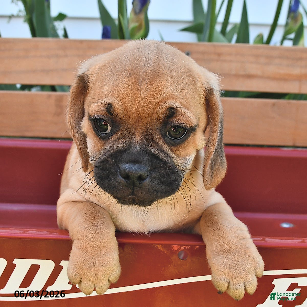Puggle dogs for sale: Sawyer - Ad 1
