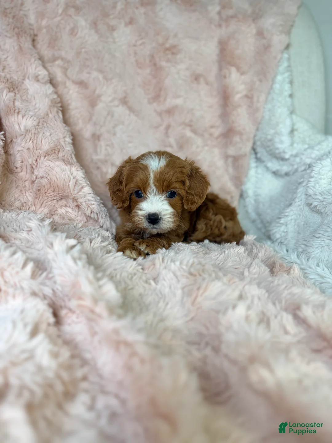 Cavapoo dogs for sale: Nova  - Ad 2