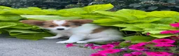 Papillon dogs for sale: Rosie - Ad 4