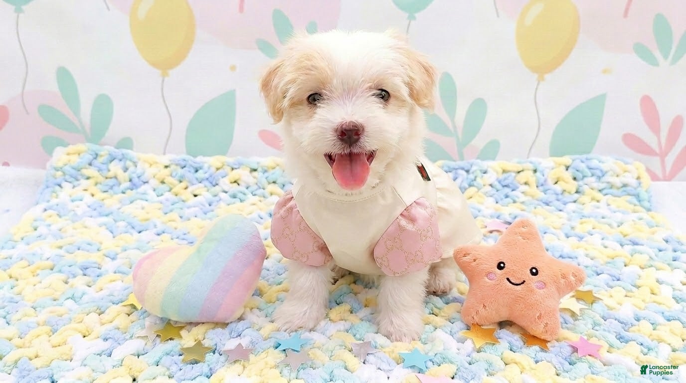 Maltipoo dogs ANGEL - Ad 10