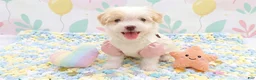 Maltipoo dogs for sale: ANGEL - Ad 1