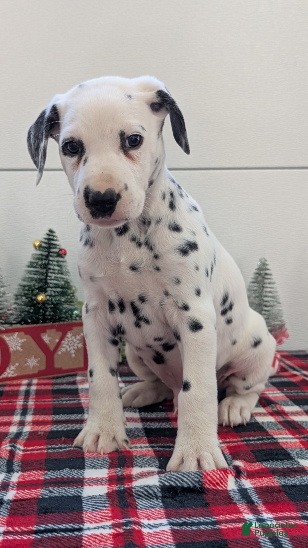 Dalmatian dogs for sale: Barney - Ad 10