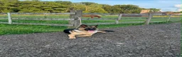 German Shepherd dogs for sale: German Shepherd 2 - Ad 5