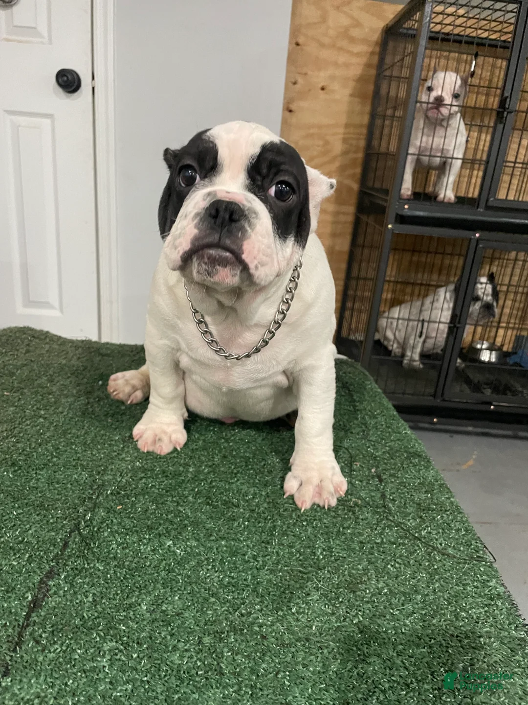 American Bully dogs for sale: Scooter  - Ad 2