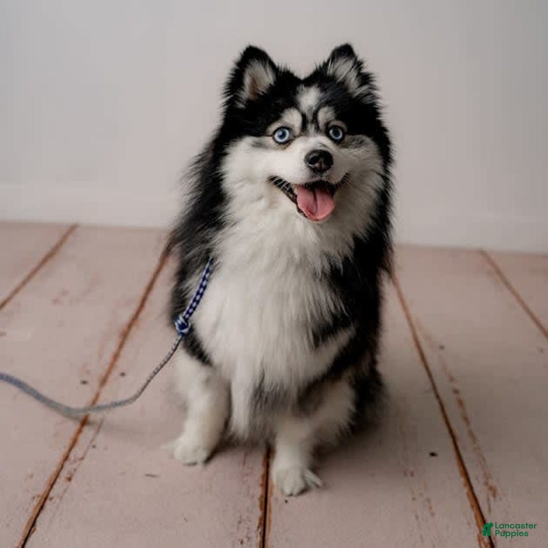 Pomsky dogs for stud: Stud Service - Ad 2