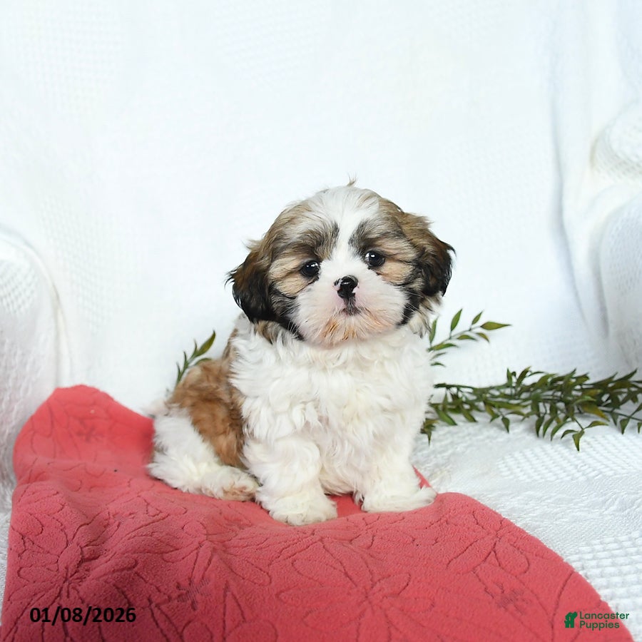 Shih Tzu dogs Lincoln - Ad 34